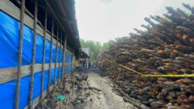 Riau Bongkar Perusakan Mangrove di Meranti, 3 Tersangka dan 100 Ton Arang Disita