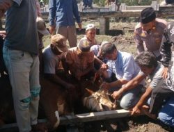 Kapolda Riau dan Kapolres Rohil Salurkan Hewan Qurban untuk Masyarakat Panipahan dan Rantau Kopar