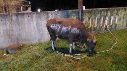 Idul Adha 1447 H, Kapolda Riau Serahkan Bantuan Sapi Qurban untuk Masyarakat Bagan Cempedak 