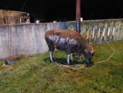 Idul Adha 1447 H, Kapolda Riau Serahkan Bantuan Sapi Qurban untuk Masyarakat Bagan Cempedak 