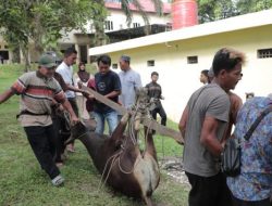 Idul Adha 1447 H, Polres Rokan Hilir Gelar Penyembelihan Hewan Qurban di Masjid Al Ikhlas