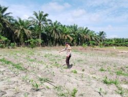 Kapolsek Kerumutan Pastikan Lahan Jagung Program Ketahanan Pangan Siap Panen September