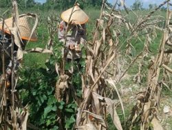 Dukung Ketahanan Pangan Nasional, Polres Dumai Melalui Polsek Medang Kampai Panen Jagung Bersama Kelompok Tani Almadani