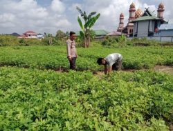 Polres Dumai Dukung Ketahanan Pangan Nasional, Bhabinkamtibmas Cek Lahan Produktif Warga di Bukit Datuk