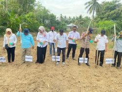 Polres Kuansing Dorong Ketahanan Pangan, Lahan Desa Pulau Kijang Disulap Jadi Kebun Jagung Pipil Produktif