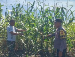 Menuju Panen Raya, Perkembangan Jagung Tumpang Sari di PT KPAK Dipantau Polsek Kandis