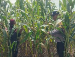Tumbuh Maksimal, Tanaman Jagung di Kampung Sam Sam Siap Panen Akhir Juni 2026
