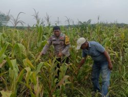 Dukung Program Ketahanan Pangan, Bhabinkamtibmas Polsek Kandis Pastikan Tanaman Jagung Masyarakat Tumbuh Hijau dan Subur