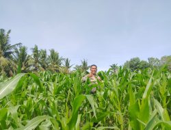 Polsek Tanah Putih Cek Tanaman Jagung Program Ketahanan Pangan di Ujung Tanjung