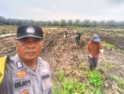 Update Progres Ketahanan Pangan Bersama Petani Ayu Makmur, Kapolsek Kandis Targetkan 6 H dalam Kondisi Tanam