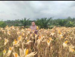 Bhabinkamtibmas Polsek Kandis Pantau Berkala Perkembangan Tanaman Jagung di Kampung Sam Sam