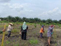 Bhabinkamtibmas Polsek Kandis Lakukan Pendampingan Berkelanjutan, 10 Hektare Lahan Jagung Telah Tertanam Bersama Kelompok Tani