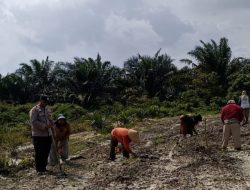 Lahan Ketahanan Pangan Polsek Kandis Terus Berkembang, Harapan Nyata Kelompok Tani Ayu Makmur