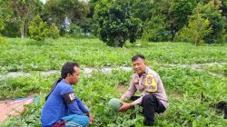 Polres Dumai Dukung Ketahanan Pangan Nasional, Bhabinkamtibmas Bukit Timah Tinjau Kebun Semangka