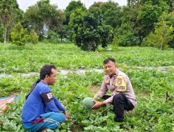Polres Dumai Dukung Ketahanan Pangan Nasional, Bhabinkamtibmas Bukit Timah Tinjau Kebun Semangka