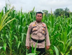 Polsek Tanah Putih Cek dan Semprot Tanaman Jagung Program Ketapang di Ujung Tanjung 