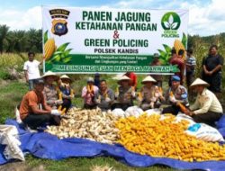Panen Jagung 5 H di Libo Jaya, Polsek Kandis Dukung Program Ketahanan Pangan Nasional