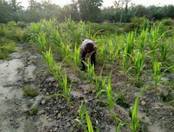 Bhabinkamtibmas Kelurahan Rantau Kopar Cek Ketahanan Pangan Jagung Pipil
