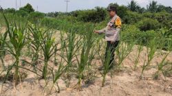 Polsek Rantau Kopar Cek Ketahanan Pangan Jagung Pipil di Kelurahan Sungai Rangau