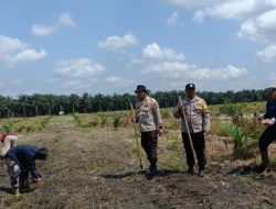 Bhabinkamtibmas Polsek Kandis Optimalkan Pengelolaan Budidaya Jagung Bersama Kelompok Tani Jambai Makmur