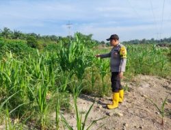Jelang Masa Produktif, Bhabinkamtibmas Kelurahan Rantau Kopar Cek Ketahanan Pangan Jagung Pipil