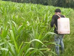 Tanaman Jagung Tumbuh Subur di Usia 40 HST, Polsek Tanah Putih Intensif Lakukan Monitoring