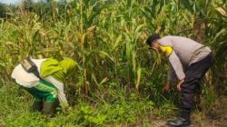 Bhabinkamtibmas Polsek Kandis Dukung Sektor Pertanian Sebagai Penguatan Ketahanan Pangan