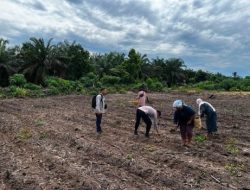 3 H Jagung Pipil Kelompok Tani Maju Bersama Ukui Tumbuh, Kawal Ketahanan Pangan