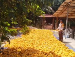 Turunkan Kadar Air, Bhabinkamtibmas Polsek Kandis Bersama Petani Jemur Jagung Hasil Panen