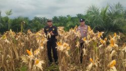 Polsek Kandis Bersiap Jelang Panen Raya Jagung Tumpang Sari di Kampung Sam Sam