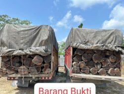 Ungkap Illegal Logging di Lintas Timur KM 80 Lintas Timur, Satreskrim Polres Pelalawan Amankan 2 Sopir Truk Kayu Mahang Tanpa Dokumen