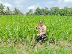 Polsek Tanah Putih Dukung Ketahan Pangan Nasional, Bhabinkamtibmas Cek Pertumbuhan Jagung Program Ketapang di Ujung Tanjung
