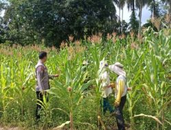 Polres Kuansing Dukung Swasembada Pangan 2026, Polsek Kuantan Mudik Pantau Perkembangan Tanaman Jagung Pipil