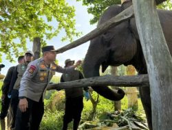 Kapolda Riau Namai Anak Gajah Tesso Nilo Nona Seroja, Simbol Harapan Baru Konservasi