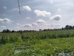 Polresta Pekanbaru Perkuat Ketahanan Pangan, Polsek Rumbai Rutin Dampingi Petani Kelola Lahan Pertanian