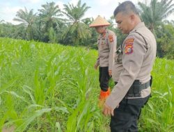 Dukung Asta Cita Presiden RI, Polsek Tanah Putih Cek Lahan Jagung Program Ketahanan Pangan
