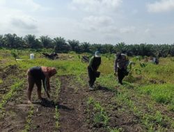 Polsek Kandis Dampingi Pemupukan 15 Hektare Lahan Jagung di Jambai Makmur, Wujud Nyata Ketahanan Pangan