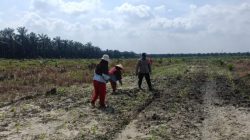 Dampingi Petani, Polsek Kandis Intensif Melakukan Pemeliharaan Tanaman Jagung