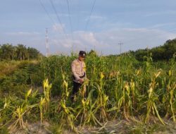 Bhabinkamtibmas Kelurahan Rantau Kopar Pantau Perkembangan Program Ketapang di Wilayah Binaan
