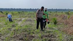 Tanaman Jagung Memasuki Fase Pemupukan, Polsek Kandis Pastikan Program Ketapang Berjalan Optimal