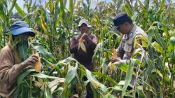 Sinergi Polri dan Petani Berbuah Manis, Polsek Kandis Panen Raya Jagung 2 Ton