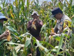 Sinergi Polri dan Petani Berbuah Manis, Polsek Kandis Panen Raya Jagung 2 Ton