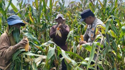 Sinergi Polri dan Petani Berbuah Manis, Polsek Kandis Panen Raya Jagung 2 Ton