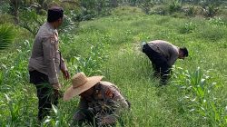 Dampingi Penyemprotan Gulma, Kapolsek Kandis Turun Langsung Rawat Jagung Program Ketapang 