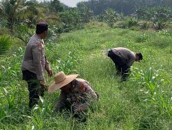 Dampingi Penyemprotan Gulma, Kapolsek Kandis Turun Langsung Rawat Jagung Program Ketapang 