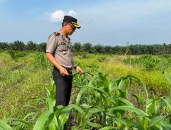Kapolsek Kandis Turun Bersama Petani, Rawat Tanaman untuk Menjaga Ketahanan Pangan