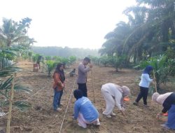 Perkuat Ketahanan Pangan dan Dukung Asta Cita Presiden, Polres Kuansing Bersama Masyarakat Tanam Jagung Pipil di Desa Tanjung