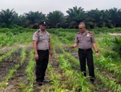 Pendampingan Rutin, Kanit Binmas Polsek Kandis Turun Langsung Memantau Pertumbuhan Tanaman Jagung
