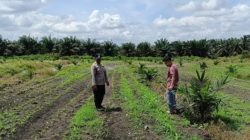 Mengawal Ketahanan Pangan, Bhabinkamtibmas Polsek Kandis Aktif Memantau Tanaman Jagung