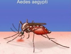 Malaria Masih Jadi Ancaman, Warga Sinaboi Minta Pemerintah Perkuat Pencegahan